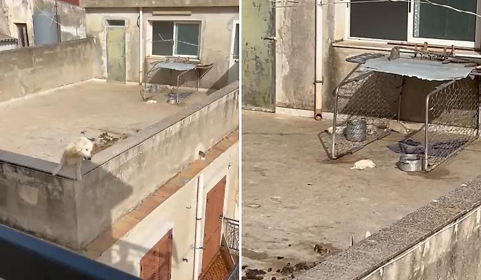 Cuccioli morti sul terrazzo per il caldo a Sciacca: denunciato un 41enne