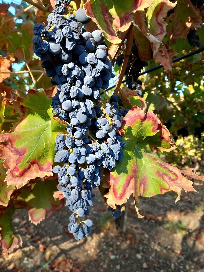 Agricoltura in ginocchio tra Naro e Canicatt&igrave;: scatta la richiesta di declaratoria dello stato di calamit&agrave;
