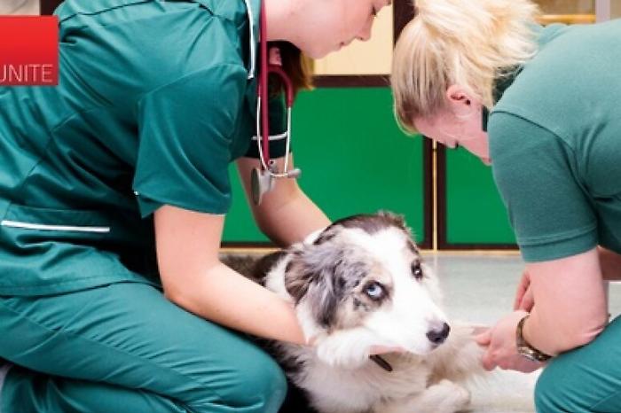 Randagismo e salute animale ad Agrigento: il bilancio Asp 2025 tra sterilizzazioni, adozioni e sanzioni