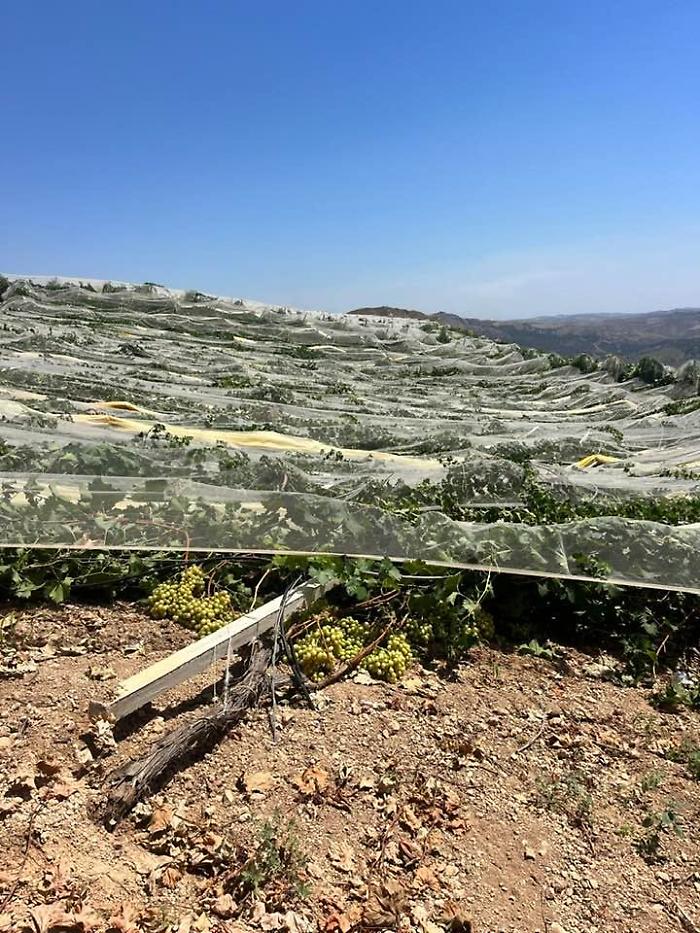 Ravanusa, sfregio mafioso all'agricoltura: abbattute 800 piante di uva da tavola
