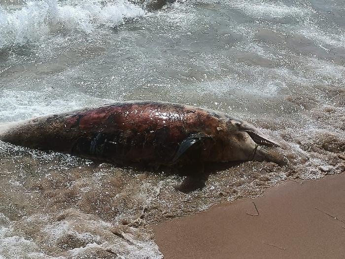 Delfino spiaggiato nel tratto pi&ugrave; affollato del Lungomare di Gela