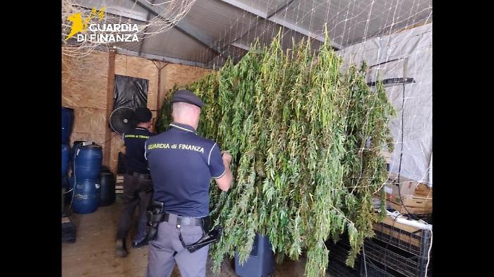 Sequestrati 400 chiloi di marijuana nel Palermitano sei denunce