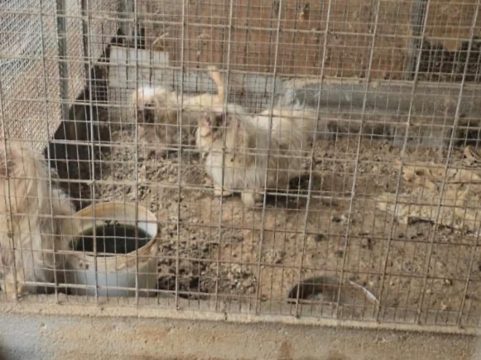 Canile-lager: titolare denunciato