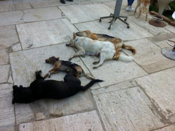 Bocconi avvelenati: strage di cani e gatti a Lipari