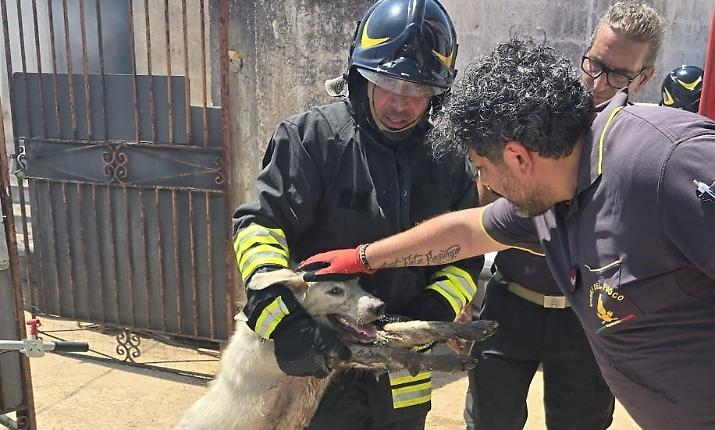 Incendio devasta un&rsquo;officina a Menfi, sette cani intrappolati tra fumo e bombole a rischio esplosione: tutti salvi